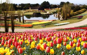 大規模な花壇や芝生のエリアも前撮りにも対応する国営の公園【国営明石海峡公園】