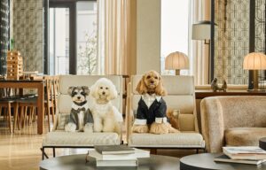 大型犬も対応のペット衣裳提案【ベスト-アニバーサリー】
