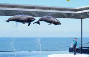 夜の水族館で800名の婚活【リンクバル】