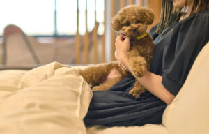 愛犬同伴の宿泊 7月からスタート【ディライト】